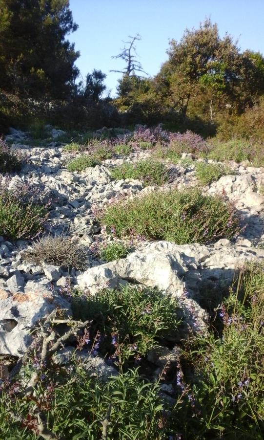 Vlasta Mali Lošinj Dış mekan fotoğraf